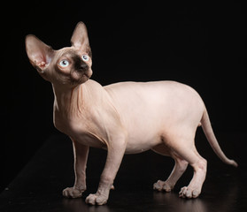 Sphinx cat isolated on Black Background in studio