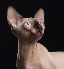 Sphinx cat isolated on Black Background in studio