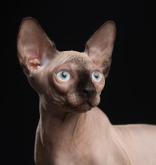 Sphinx cat isolated on Black Background in studio