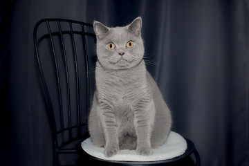 Katze auf Stuhl vor blauem Vorhang