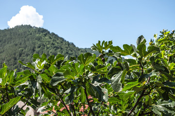 fig tree with green fruits against the mountains