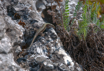 lizard sitting on rock 
