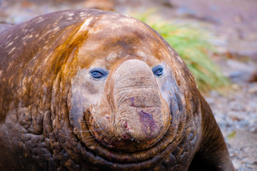 Cute Penguins Seals Sea Lions Elephant