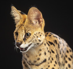 Serval cat isolated on Black Background in studio