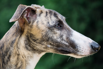 A dog of the whippet breed in a park on nature against a trees background in a summer sunny day. Portrait, close-up
