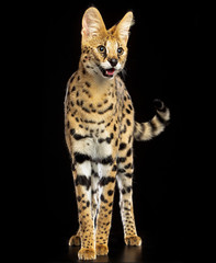 Serval cat isolated on Black Background in studio © TrapezaStudio
