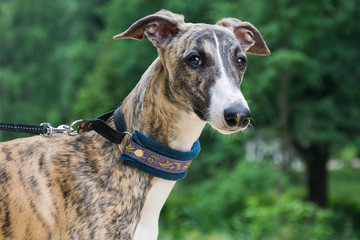 A dog of the whippet breed in a park on nature against a trees background in a summer sunny day. Portrait, close-up