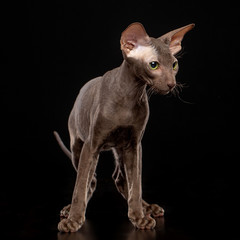 Peterbald cat isolated on Black Background in studio