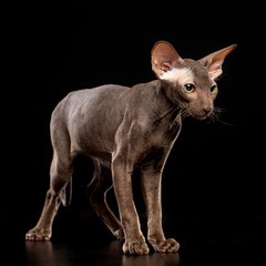 Fototapeta premium Peterbald cat isolated on Black Background in studio
