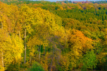 Great view of the colourful treetops of the forest Reinhardswald; displaying a spectacular golden autumn foliage on a beautiful sunny day in Germany.
