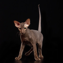 Peterbald cat isolated on Black Background in studio