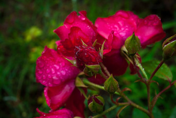 red rose with water drops on petals