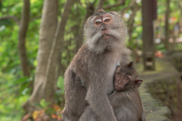 Naklejka na ściany i meble Monkey Forest Ubud Bali Indonesia funny apes playing around