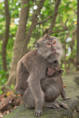 Naklejka na ściany i meble Monkey Forest Ubud Bali Indonesia funny apes playing around
