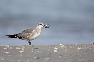 A laughing gull (Leucophaeus atricilla) eating a fish on the beach with the gulf of Mexico in the background.