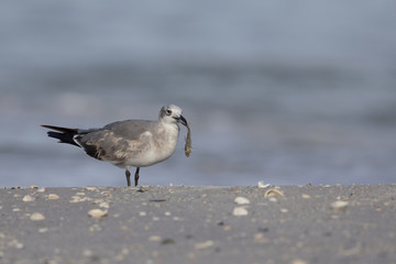 A laughing gull (Leucophaeus atricilla) eating a fish on the beach with the gulf of Mexico in the background.