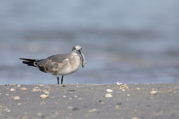 laughing gull, fort meyers beach, beak, fish, bird in flight, water, flying, bird, sky, seagull, fly, gull, blue, flight, animal, nature, sea, birds, wings, white, freedom, air, wildlife, wing, beak, 