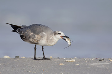 A laughing gull (Leucophaeus atricilla) eating a fish on the beach with the gulf of Mexico in the background.