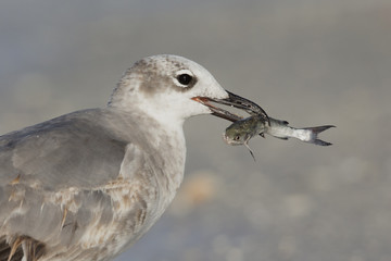 A close-up of a laughing gull (Leucophaeus atricilla) eating a fish on the beach with the gulf of Mexico in the background.