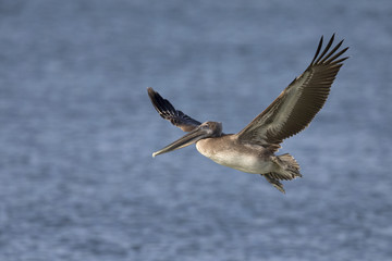 A brown pelican (Pelecanus occidentalis) in flight over water at Fort Myers Beach.