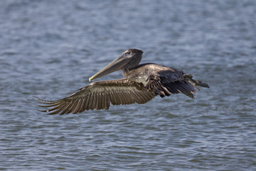 A brown pelican (Pelecanus occidentalis) in flight over water at Fort Myers Beach.