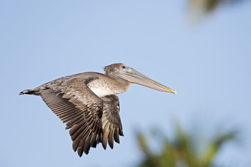 A brown pelican (Pelecanus occidentalis) flying in front of a blue sky and palm trees at Fort Myers Beach Florida.