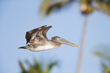 A brown pelican (Pelecanus occidentalis) flying in front of a blue sky and palm trees at Fort Myers Beach Florida.
