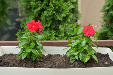 Fototapeta na wymiar Two red flowers in blossom in a garden pot