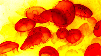 Jellyfish