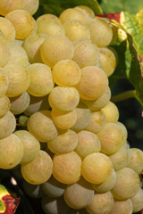 Weintrauben