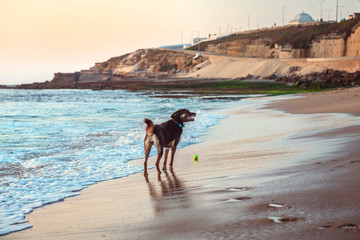 Dog is playing with ball on the beach