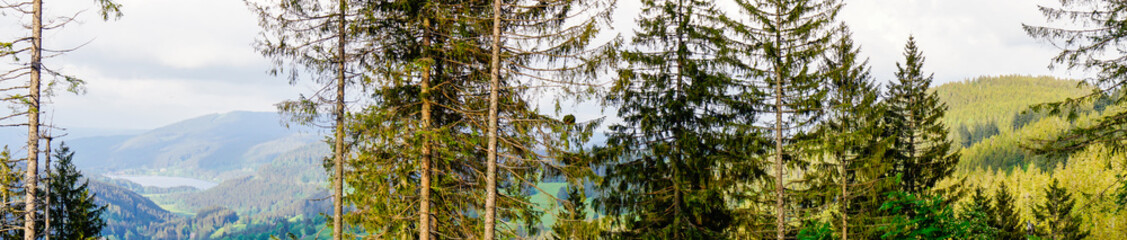Panorama Schwarzwald Koniferen