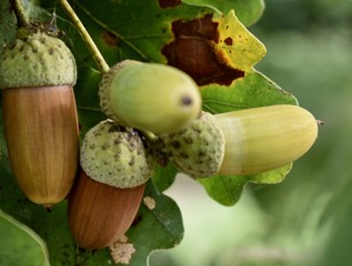 oak tree with acorns in differend colors and green leaves