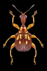 Beetle Korotyaevirhinus necopinus on a black background