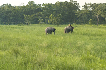 Fototapeta premium Mahout or elephant rider with two elephants