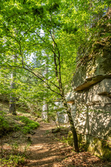 Verlassener Sandsteinbruch mit Baumbewuchs und Schattenwurf