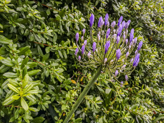 Purple agapanthus covered in water droplets