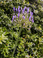 Purple agapanthus covered in water droplets