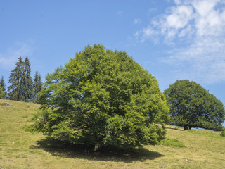 Fagus sylvatica. Hêtres communs de Forêt-Noire en Allemagne 