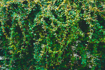 green bush texture for wallpaper
