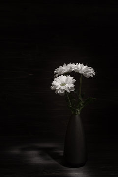 Fototapeta White chrysanthemums flowers on a black background