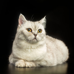 British cat isolated on Black Background in studio