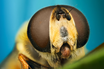 extreme macro fly