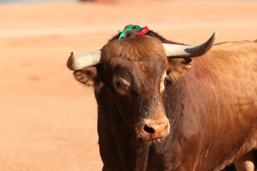 Toro bravo en la plaza