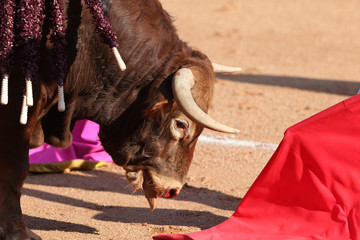 Toro bravo en la plaza