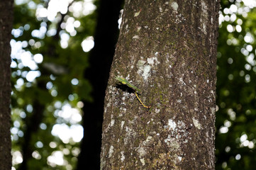 Corteccia del tronco