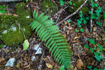 Felce nel bosco