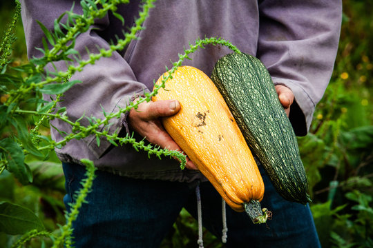 jardin potager organique naturel biologique l&eacute;gumes courges et potirons  de la terre &agrave; la cuisine