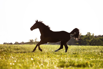 Pferd im Galopp