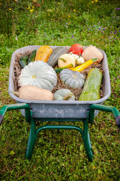 jardin potager organique naturel biologique l&eacute;gumes courges et potirons  de la terre &agrave; la cuisine